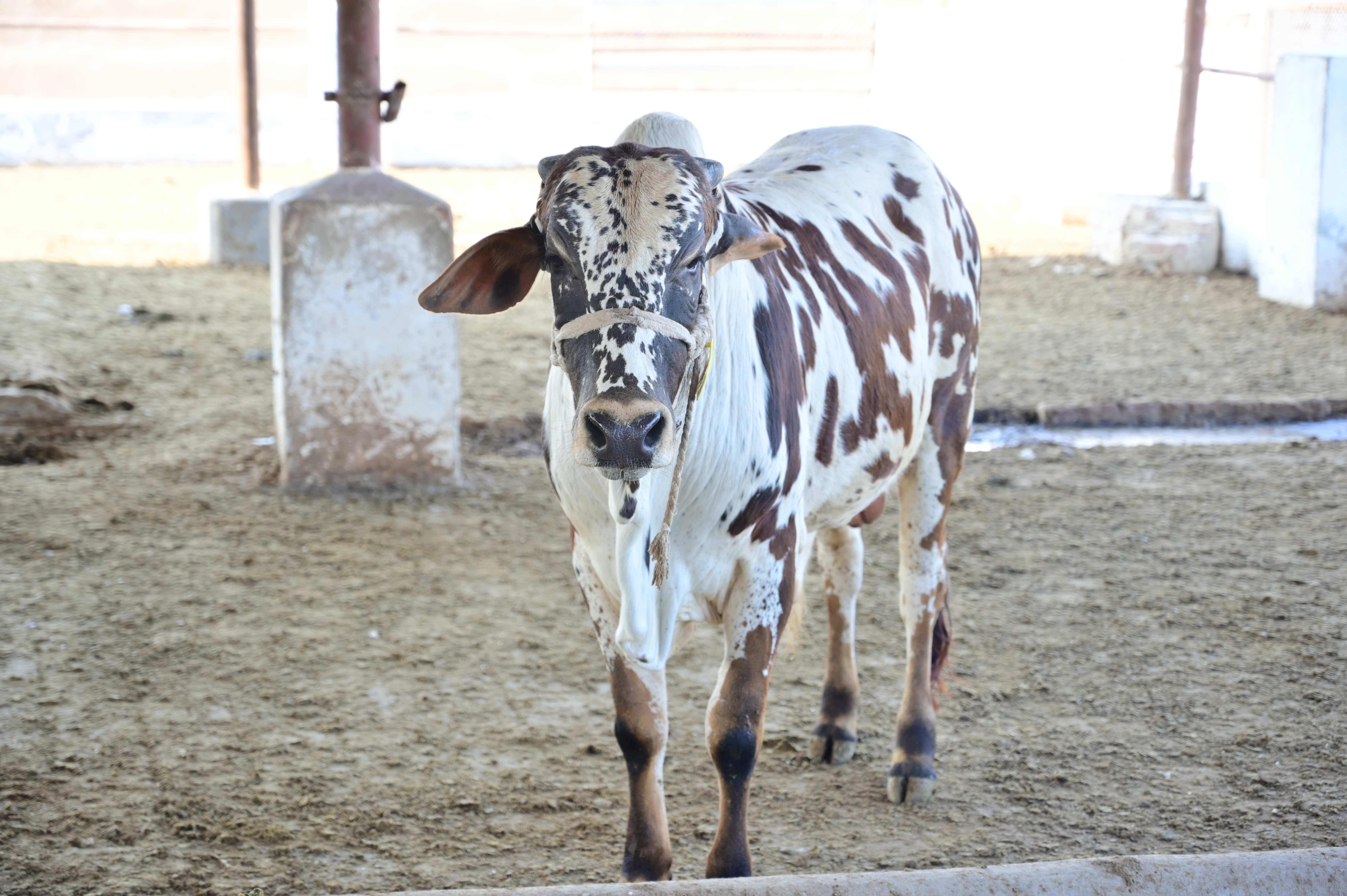 Organic meat animals